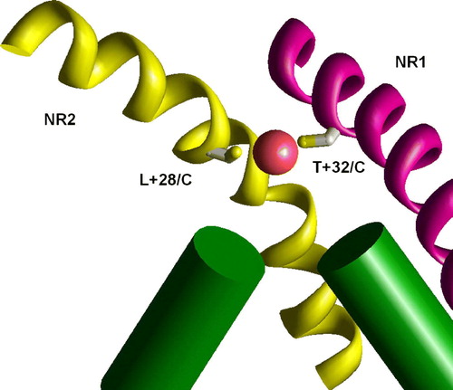 Figure 9.  The binding of Cu2 +  ions in the model of the double mutant NR1 T32/C NR2 L28/C. Due to different slope of M3 segments in NR1 (KvAP-like conformation, magenta) and NR2 (MthK-like conformation, yellow) these residues are at the same level and effectively bind Cu2 +  ion. This figure appears in colour in Molecular Membrane Biology online.