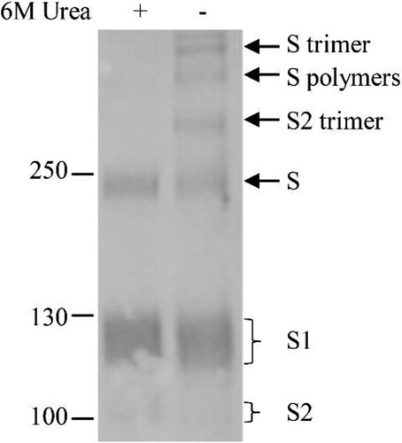 Figure 3. Homomultimerization of S, S1 and S2 on the virus particles. Urea (6M) was added in loading buffer containing 2% NP-40 to dissociate S multimers and proteins were separated by 8% of gradient SDS-PAGE. Rabbit α-S2 was used in WB. Molecular weight markers are indicated on the left in kilodaltons and proteins are indicated by the arrows on the right. The experiment was repeated 3 times at least.