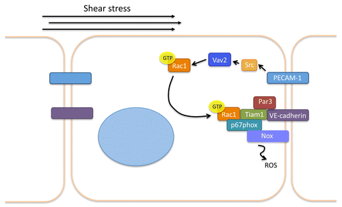 Figure 2. Current understanding of flow-induced Rac1 polarization in endothelial cells. Mechanotransduction of shear stress results in PECAM-1-dependent Src activation. Src activates the GEF Vav2, which promotes Rac1 GTP-loading. Rac associates with a polarity complex consisting of VE-cadherin, Tiam1, p67phox, and Nox and the downstream edge of the cell and results in ROS production.