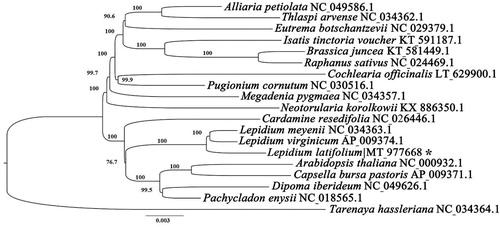 Figure 1. ML phylogenetic tree of the Brassicales based on the 18 chloroplast genome sequences in GenBank, plus the chloroplast sequence of Lepidium latifolium. The Tarenaya hassleriana was used as outgroup with the Bootstraps (1000 replicates). Note: ‘*’ mean the accession number obtained from this study.