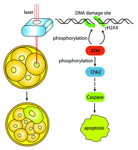 Figure 1. The DNA damage response (DDR) of individual blastomere in early embryo. Laser microbeam is used to generate DNA breaks of a single blastomere by aiming at a specific region of the nucleus. DNA damages induce the activation of ATM, which phosphorylates H2AX and amplifies DNA damage signal. The active ATM further activates its downstream substrates, such as Chk2, the mediator of the DDR. Phosphorylated Chk2 causes a series of reactions and finally triggers apoptosis signals to the blastomere. The blastomere ceases cleavage and cannot incorporate into compacted morula.