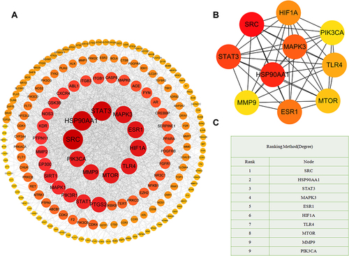 Figure 4 PPI network of SCYYD against OM. (A) The PPI network with 183 nodes and 1892 edges is constructed by Cytoscape. Node size is proportional to the number of degree. The node degree is gradually larger when the color is from yellow to red. (B)The top 10 core genes collected from (A). (C) The core targets list for SCYYD on OM by Degree method.
