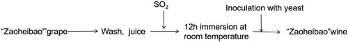 Figure 1. Fermentation process from the “Zaoheibao” grape fruits to wine.