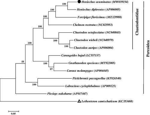 Figure 1. The maximum-likelihood (ML) tree of 13 Percoidea species is based on mitochondrial genomes with 1000 bootstrap replicates. The complete mitochondrial genome sequence was downloaded from GenBank. Accession numbers are indicated in parentheses after the scientific names of each species. The number at each node is the bootstrap value. The genome sequence in this study is labeled with a black spot, and Lethenteron camtschaticum as the outgroup is labeled with a triangle.