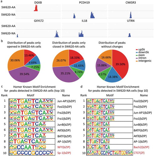 Figure 6. Chromatin accessibility changes of acid-adapted SW620 cells The SW620-NA and SW620-AA cells were subjected to ATAC-seq. The differential peaks were then analyzed. (a) The upregulated DGKB gene region is only opened in SW620-AA cells, and the downregulated PCDH19, CNKSR3, GXYLT2, IL8, UTRN gene regions were closed in SW620-AA cells. (b) Distribution of peaks only opened in SW620-AA cells, only opened in SW620-AA cells, and the peaks without changes. (c) Homer known motif enrichment for peaks detected in SW620-AA cells. The top 10 enriched transcription factors were listed. (d) Homer known motif enrichment for peaks detected in SW620-NA cells. The top 10 enriched transcription factors were listed