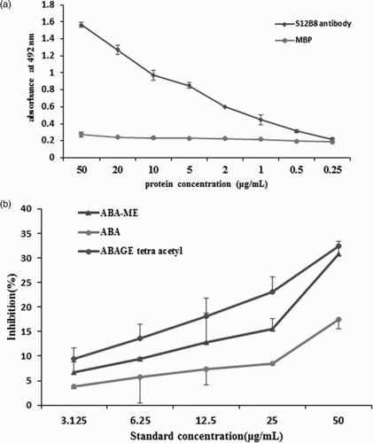 Figure 5. Binding characterization of scFv S12B8 to the antigen ABA-C1-BSA, ABA ABA-ME and ABAGE tetra acetyl. (a) Antigen binding activity of scFv S12B8 antibody and MBP protein by noncompetitive ELISA. (b) Binding characterization of scFv S12B8 to ABA, ABA-ME and ABAGE tetra acetyl by competitive ELISA.