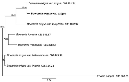 Fig. 2 Phylogenetic relationships inferred using a Bayesian inference dendrogram between Boeremia exigua var. exigua identified in this study (presented in bold) and other Didymellaceae using concatenated sequences of the internal transcribed spacer region (ITS), partial actin (ACT), β-tubulin (TUB), translation elongation factor (TEF), and partial calmodulin (CAL) genes. CBS-KNAW Fungal Biodiversity Centre reference numbers are provided following species name. Numbers at branches indicate percentage bootstrap support. Scale bar indicates the proportional genetic similarity. The dendrogram is rooted using Phoma paspali CBS 560.81.