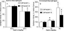 FIG. 6 Intraperitoneal GaAs modulates cathepsin activities. Mice were intraperitoneally administered vehicle or indicated GaAs doses. On day 5, thiol cathepsins L (open bars) and B (closed bars) activities were measured in cell lysates prepared from (A) splenic and (B) peritoneal macrophages. Values are percent activity in lysates of GaAs-exposed groups with vehicle lysates at 100% activity and are mean ± SD of 4 separate samples. Specific activities of splenic vehicle control cells were 46 and 21 nmol/mg/h for cathepsins L and B, respectively. Specific activities of peritoneal vehicle control cells were 173 and 43 nmol/mg/h for cathepsins L and B, respectively. *p < 0.05 compared to vehicle.