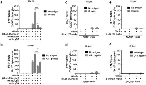 Figure 7. HMGB1 blockade, neutrophils depletion, or TLR4/MyD88 deficiency significantly decreases the antigen-specific T cell response. C57BL/6 WT, TLR4−/−, or MyD88−/− mice (n = 5/group) were transplanted with 6 × 105 MC38 (a, c, e) or 1 × 106 MC38-OVA (b, d, f) cells and treated with β-Lap (25 mg/kg, i.v.) or 20% HPβCD (Vehicle) every other day for three times once tumor volumes reached ~80 mm3. 3 days after the last treatment, lymphocytes from the spleens and tumor-draining lymph nodes (TDLN) were isolated and stimulated in vitro with medium, MC38 cells irradiated with 60 Gy, or stimulated with 2.5 μg/mL of OT1 peptide for 3 days. The production of IFNγ by these stimulated cells was quantified using an ELISPOT assay. Data are presented as mean ± SD from two independent experiments. **p < 0.01, ***p < 0.001 determined by two-way ANOVA.