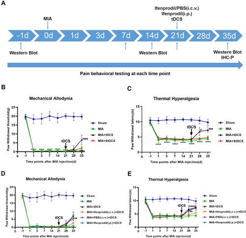 Figure 1 (A) Experimental design. (B and C) Effects of tDCS on mechanical allodynia (presented by PWT) and thermal hyperalgesia (presented by PWL) in MIA-induced chronic pain rats were shown in the figure. Compared with the Sham group, there were significant decreases on PWT and PWL from 1 to 35 days after MIA injection. After tDCS treatment, PWT and PWL dramatically increased compared with the MIA group, but no difference was observed between the MIA and MIA+StDCS groups. Data were presented as the mean ± SEM, (n=6/group). ****P<0.0001 represented comparison of MIA with Sham group; #P<0.05, ###P<0.001, ####P<0.0001 represented comparison of MIA+tDCS with MIA group. (D and E) Effects of Ifenprodil on tDCS in improving mechanical allodynia (presented by PWT) and thermal hyperalgesia (presented by PWL). The PWT and PWL in MIA+PBS (i.c.v.)+tDCS as well as MIA+Ifenprodil (i.p.)+tDCS groups increased significantly, but these changes did not appear in MIA+Ifenprodil (i.c.v.)+tDCS group. There was significant difference in PWT and PWL between the MIA+PBS (i.c.v.)+tDCS and the MIA+Ifenprodil (i.c.v.)+tDCS groups. Data were presented as the mean ± SEM, (n=6/group). &&P<0.01, &&&&P<0.0001 represented comparison of MIA+PBS (i.c.v.)+tDCS with MIA+Ifenprodil (i.c.v.)+tDCS group.