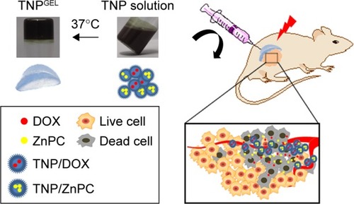 Figure 1 The schematic illustration of photo/chemo combination therapy via in situ-formed thermal-sensitive polymer hydrogel (TNPGEL) in a xenograft tumor model.Abbreviations: DOX, doxorubicin; TNP, thermal-responsive nanoparticle; TNP/DOX, TNP encapsulated with DOX; TNPGEL, Hydrogel formed by 37°C heating in vitro or formed peritumor in nude mice; TNP/ZnPC, TNP encapsulated with ZnPC; ZnPC, zinc phthalocyanine.