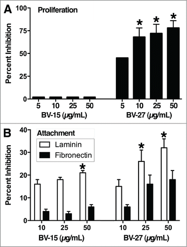 Figure 4. Effects of anti-OFA/iLRP antibodies on A20 cells in vitro. (A) In vitro growth of A20 cells: Effects of BV-15 and BV-27 versus IgG2a. Values shown are means and standard errors (percent inhibition of growth) based on n = 4 separate studies with duplicate samples per data point. Asterisks denote significance from control at P < 0.05, determined by ANOVA followed by paired group comparisons. (B) Attachment to laminin and fibronectin. Values shown are means and standard errors (percent inhibition of attachment). Laminin data are based on n = 5 separate experiments with duplicate samples per data point. Results with fibronectin are based on n = 4 experiments with duplicate samples per data point. Asterisks indicate statistical difference from control at P < 0.05 based on ANOVA followed by paired group comparison.