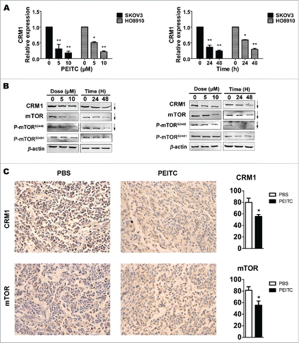 Figure 3. PEITC decreases the expressions of CRM1 and mTOR in EOC cell lines and in xenograft tumor tissues.