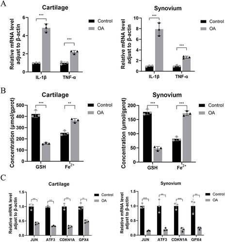 Figure 13 The qRT-PCR results showed that the expression levels of IL-1β and TNF-α in the articular cartilage and synovium of OA patients were higher than those in the normal group(A). The results of biochemical testing (B) and qRT-PCR (C) showed that the GSH content in the articular cartilage and synovium of patients with OA was decreased, while the ferrous ion content increased, as compared to the control group.The expression levels of JUN, ATF3, CDKN1A, and GPX4 were reduced,**P<0.01, ***P<0.001.