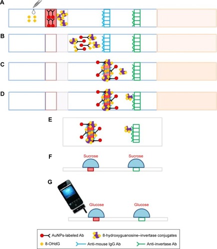 Figure 2 Mechanism for non-glucose target (8-OHdG) detection by a smartphone-based BGM.Notes: (A) Sample loading, (B) immunoreactions and migration, (C) capture of antibody from the first conjugation pad on the test zone, (D) capturing the rest enzyme on the control zone, (E) cut the test and control zones and put them on a hydrophobic plate, (F) add the sucrose solution (20 µL) on top of each zone, (G) after a specific period of time, measure the concentration of glucose produced on each zone by iBGStar Blood Glucose Monitoring System.Abbreviations: Ab, antibody; AuNPs, gold nanoparticles; BGM, blood glucose meter; 8-OHdG, 8-hydroxy-2′-deoxyguanosine; IgG, immunoglobulin.