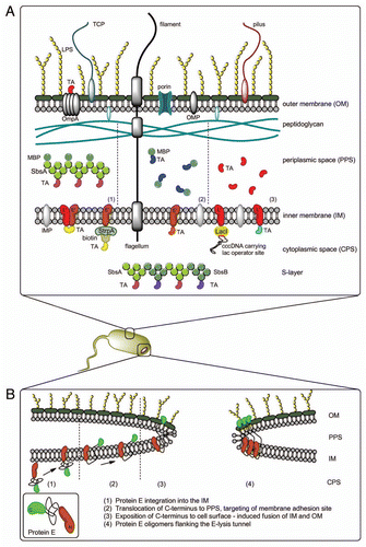Figure 2 (A) Different methods for AG presentation in the BG envelope complex—BG themselves carry native AG (LPS, OMP, IMP, TCP, flagella, pili)—TA may be presented on the cell surface via fusion with OmpA—the PPS can be loaded with TA via MBP-SbsA-fusion proteins (1), by fusion of the TA with MBP (2) or as sole TA using the gene III signal sequence (3) Protein TA may be incorporated into the IM via E′, L′ or E′/L′-anchoring, biotinylated AG can be attached to E′-FXa-StrpA membrane anchors, DNA carrying the lac operator site can be attached to L′-anchored lacI repressor molecules—TA fused with SbsA-/SbsB proteins form S-layers in the PPS. (B) Model of lysis tunnel formation according to Schön et al.Citation23