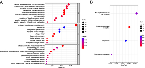 Figure 3 Functional enrichment analysis of DEGs. (A) GO analysis on DEGs. (B) KEGG analysis on DEGs.