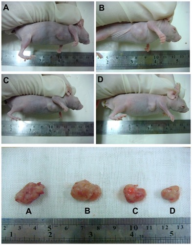 Figure 9 Representative example of tumors from four groups after treatment. On day 14, the tumors were removed. (A) Controls, (B) EAK, (C) ellipticine, and (D) EAK-EPT complexes.Abbreviations: EAK, self-assembling EAK16-II peptide; EPT, ellipticine.