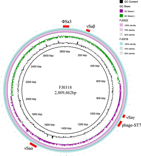 Figure 3 Chromosome of FJ0318 and FJ0322. The inner circle represents GC content and GC skew. The outer circle represents genomic islands and prophage. The relevance of circle color and strain was in top right corner.