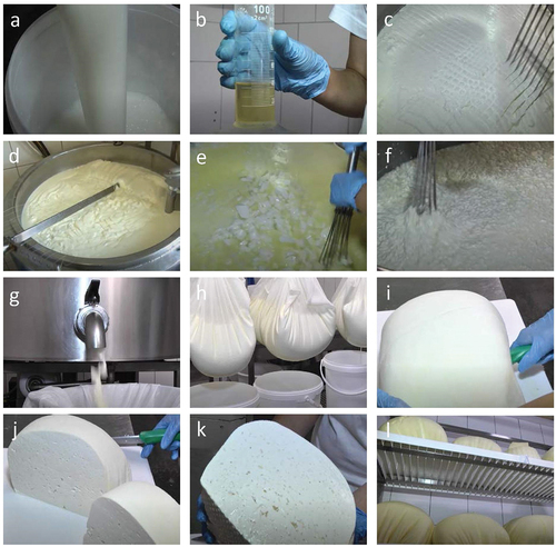 Figure 1. The technological process of Ewe’s and Cow’s Lump cheese production..