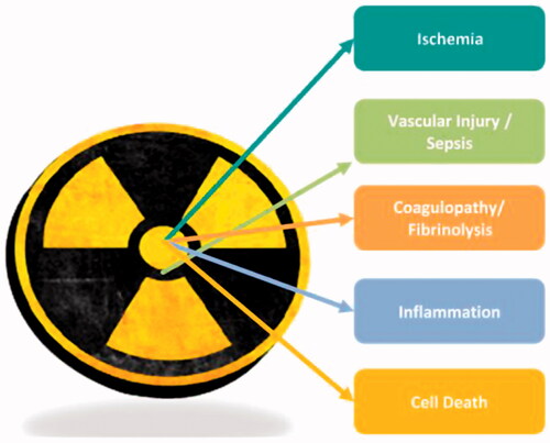 Figure 4. BARDA’s five focus areas for targeted product development include vascular injury, coagulopathies, inflammation, cell death, and ischemia.