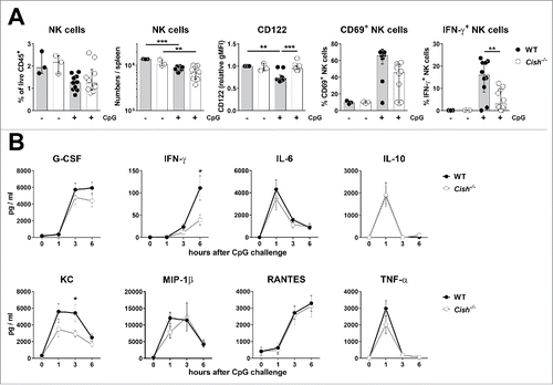 Figure 7. Cish−/− mice respond similarly to WT mice to CpG challenge. Groups of 5 B6.WT (Cish+/+) and B6.Cish−/− mice were injected i.p. with 0.1 mg CpG/30 g mouse. (A) Six hours after the injection of CpG, spleens were analyzed for the presence (fraction and absolute numbers) and activation (expression of CD122, CD69, and IFN-γ) of NK cells by flow cytometry (gated on live CD45+TCRβ−NK1.1+DX5+NKp46+). Three naïve B6.WT (Cish+/+) and B6.Cish−/− mice were used as untreated control. Shown is the summary of two independent experiments represented by the median ± interquartile range of 10 mice per group. Statistically significant differences between WT and Cish−/− groups as indicated were determined by one-way ANOVA with the Tukey post-test (*p < 0.05; **p < 0.01; ***p < 0.001). (B) Serum cytokine levels were determined 10 d before (time point 0), and 1, 3, and 6 h after the i.p. injection of CpG. Shown is the summary of two independent experiments represented by the mean ± SEM of 10 mice per group. Statistically significant differences between WT and Cish−/− groups as indicated were determined by the Mann–Whitney U test (*p < 0.05).