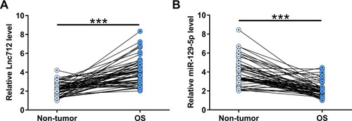 Figure 1 Altered expression of Lnc712 and miR-129-5p was observed in OS. Lnc712 (A) and miR-129-5p (B) expression in paired non-tumor and OS tissues collected from OS patients (n=58) was determined by RT-qPCR. Average values of three technical replicates were presented and compared. ***p<0.001.