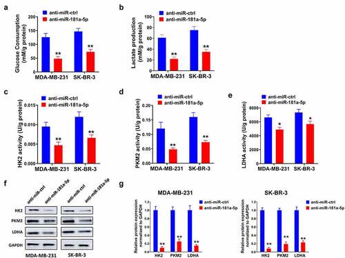 Figure 4. Silencing of miR-181a-5p inhibited glycolysis of breast cancer cells. (a) Glucose consumption was analyzed via Glucose Assay Kit. (b) The lactate production was assessed by Lactate Assay Kit. (c) HK2, (d) PKM2, and (e) LDHA metabolic enzymes activities were assessed by ELISA. (f) The protein levels of HK2, PKM2, and LDHA were examined using western blot. (g) Gray analysis of western blot. *P < 0.05 and **P < 0.01, compared with the anti-miR-ctrl group