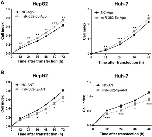Figure 3 The effect of miR-382-5p on the proliferation rate of HCC cells. (A and B) HepG2 or Huh-7 cells were transfected with miR-382-5p-Ago (100 nM), miR-382-5p-ANT (150 nM for HepG2 cells and 200 nM for Huh-7 cells) or corresponding control for 12 h, followed by seeded into E-plate 16. The proliferation index was recorded every 15 min post seeding using RTCA software, and the proliferation rate at different time points was analyzed. *P<0.05, **P<0.01, ***P<0.001 vs control group.