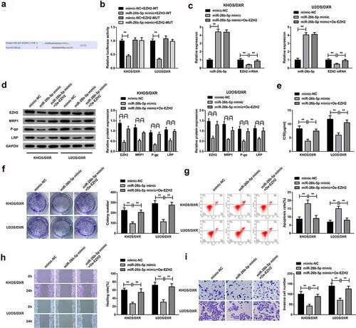 Figure 6. MiR-26b-5p targets EZH2 to repress DXR-resistant OS cells.