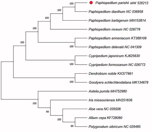 Figure 1. Phylogenetic relationships of 15 species based on complete chloroplast genome using the neighbour-joining methods. The bootstrap values were based on 1000 replicates and shown next to the branches.