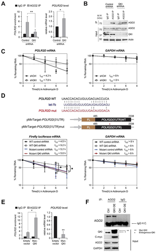 Figure 4. QKI is essential for let-7b-mediated mRNA decay. (A) AGO2 RIP assay was performed in HeLa cells after transfection of control and QKI shRNA for detection of POLR2D mRNA. (Left) After AGO2 RIP, the amount of POLR2D mRNA (a let-7b target mRNA) from immune pellets were determined by reverse transcription (RT) and qPCR, with normalization to TUBA mRNA. (Right) Total RNAs were extracted from control and QKI shRNA cells for RT- qPCR. N = 3, **p < 0.01, *p < 0.05, n.s., not significant from Student’s t-test. Data are mean ± S.D.(B) AGO2 RIP samples were subjected to SDS-PAGE for western blot analysis against AGO2, QKI and ACTB. (C) Measurement of POLR2D and GAPDH mRNA stability with Actinomycin D treatment after transfection of control or QKI shRNA in HeLa cells. At a given time of Actinomycin D treatment, total RNA was purified and converted into cDNA for quantitation of POLR2D, GAPDH mRNA, or 18S RNA. The stability of (Left) POLR2D and (Right) GAPDH mRNAs were determined by comparing the remaining amounts of mRNA to the pre-treatment levels, which were normalized using 18S RNA. N = 3, *p < 0.05, n.s., not significant from Student’s t-test. Data are mean ± S.D. (D) Measurement of LUC2 reporter and GAPDH mRNA stability after transfection of control and QKI shRNA in HeLa cells. After treatment of Actinomycin D, stability of LUC2 (Left) and GAPDH mRNAs (Right) were assessed by RT-qPCR with normalization of 18S RNA (WT QKI shRNA vs WT control/mutant control/mutant QKI). N = 3, *p < 0.05, n.s., not significant from Student’s t-test. Data are mean ± S.D. (E) AGO2 RIP assay using lysates from HeLa cells after transfection of empty vector and Myc-QKI overexpression plasmids for detection of POLR2D mRNA. (Left) After AGO2 RIP, the amount of POLR2D mRNA from immune pellets were determined by RT-qPCR with normalization to TUBA mRNA. (Right) Steady-state level of POLR2D mRNA was measured by RT-qPCR using total RNAs extracted from HeLa cells after transfection of either empty vector or Myc-QKI plasmids. N = 3, **p < 0.01, *p < 0.05, from Student’s t-test. Data are mean ± S.D. (F) AGO2 IP efficiency was verified after AGO2 immunoprecipitation and western blot analysis using lysates from HeLa cells transfected with control or Myc-QKI plasmids.