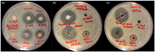 Figure 8. Antibacterial activity of AgNPsC and Rh on E. coli ATCC25922 disc method (a), and well diffusion method with two different nanoparticle sizes (b) and (c).