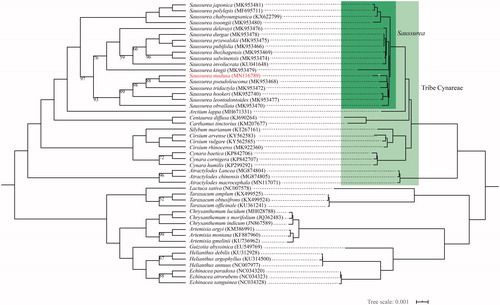 Figure 1. Maximum likelihood (ML) trees of 48 Asteraceae species based on 80 protein-coding and four rRNA genes. Numbers above or below the nodes are ML bootstrap values (only those below 100% were shown).