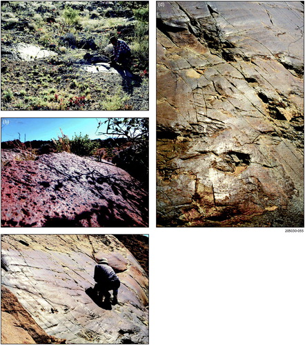 Figure 26. (a) Malcolm Sheard inspecting polished and striated surface developed on Terrapinna Granite west of Gunpowder Bore. (b) Polished Terrapinna Granite at the same site as photo (a) exhibiting striae trending slightly to the right away from the viewer. (c) Polished, grooved and striated surface developed on quartzite, Lagoon Hill, west of Lake Eyre. (d) Closer view of polish, grooving and striae cutting obliquely across the joints in the bedrock.