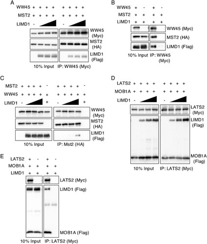 FIG 5 AJUBA LIM proteins do not disrupt MST2-WW45 and MOB1A-LATS2 interactions in cells. (A to C) HEK293T cells were transfected with epitope-tagged plasmids expressing WW45 or MST2 in the absence or in the presence of increasing amounts of LIMD1. The cells were lysed, and either WW45 or MST2 was immunoprecipitated. The bound products were Western blotted with the indicated antibodies. The left columns are input controls (10% of the amount of cell extract immunoprecipitated). (D and E) HEK293T cells were transfected with epitope-tagged plasmids expressing LATS2 or MOB1A in the absence or in the presence of increasing amounts of LIMD1. The cells were lysed, and LATS2 was immunoprecipitated. The bound products were Western blotted with the indicated antibodies. The left columns are input controls (10% of the amount of cell extract immunoprecipitated).
