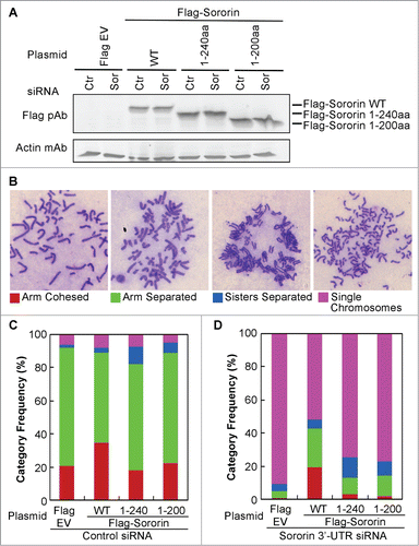 Figure 4. Deletion of Sororin C-terminus results in precocious chromosome separation. Sororin was knocked down using 3'-UTR siRNA at 24 h after Flag-Sororin WT or C-terminal deletion mutants (1–240aa, 1–200aa) were expressed in HeLa cells. pFlag CMV2 empty vector (EV) and Silencer siRNA control#1 were used as controls. Twenty-four hours after siRNA treatment, cells were harvested for immunoblotting and metaphase spread of chromosomes. (A) Immunoblotting showing the expression of Flag-Sororin WT and mutants. (B–D) Metaphase spread of chromosomes was performed after Flag-Sororin WT or mutants were expressed and endogenous Sororin was knocked down. More than 100 mitotic cells were randomly examined and categorized according to the resolution of sister chromatid cohesion shown in (B). The frequency of each category was plotted in (C) and (D).