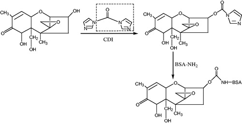 Figure 2. The synthetic route of deoxynivalenol artificial antigen. Note: CDI: N,N'-carbonyldiimidazole; BSA: bovine serum albumin.
