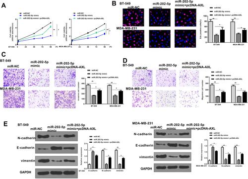 Figure 6 Overexpression of AXL effectively reversed miR-202-5p mimics-induced inhibition on TNBC progression in vitro. BT-549 and MDA-MB-231 cells were transfected with miR-NC, miR-202-5p mimics, or co-transfected with miR-202-5p mimics and pc-AXL. (A and B) Cell proliferation was evaluated by CCK-8 assay (A) and EdU staining assay (B). Scale bar = 30 μm. (C and D) Cell invasion (C) and migration (D) were evaluated by Transwell assay. Scale bar = 30 μm. (E) The expression of EMT-related proteins was evaluated by Western blot. *p < 0.05 and **p < 0.01.