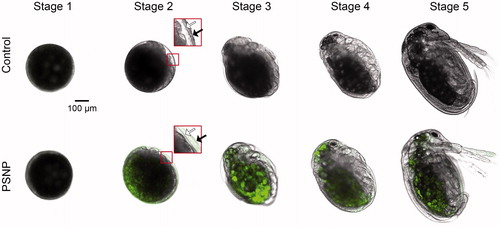 Figure 5. Representative confocal fluorescence microscopy images of Daphnia magna embryos during ex vivo exposure (n = 24). Overlay images of bright field and excitation at a wavelength of 488 nm are depicted of stage 1 to 5 showing uptake of PSNP (green fluorescent) from stage 2 onwards. Embryos at stage 2 have an inner (white arrow) and outer (black arrow) chorion, the latter bursts before stage 3. (For interpretation of the references to color in this figure legend, the reader is referred to the web version of this article.)