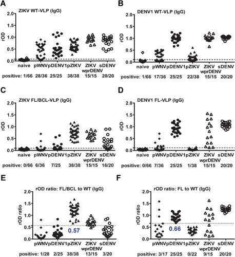 Figure 1. Results of ZIKV and DENV1 VLP IgG ELISA. Convalescent- and post-convalescent-phase serum or plasma samples from different panels were tested with ZIKV (A,C,E) and DENV1 (B,D,F) VLP IgG ELISA. (A,B) WT-VLP, (C,D) FL/BCL- or FL-VLP, (E,F) rOD ratio of mutant to WT VLP. Data are the means of two experiments (each in duplicate). Dashed lines indicate cutoff rOD and dotted lines cutoff rOD ratio in panels E and F.