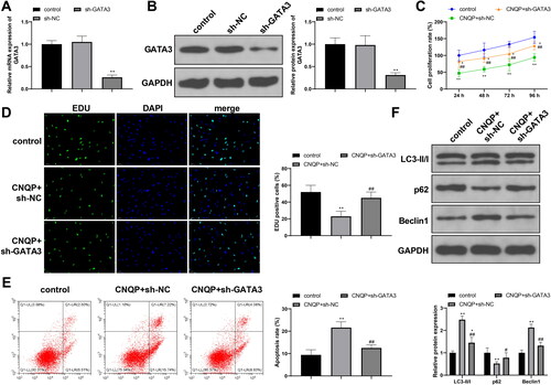 Figure 2. Inhibition of GATA3 eliminates the inhibitory effects of CNQP on KGN cells. RT-qPCR (A) and western blotting (B) were used to detect GATA3 mRNA and protein expression in KGN cells transfected with sh-NC or sh-GATA3. Next, transfected KGN cells were cultured with CNQP-containing serum: CCK-8 (C) and EdU (D) were used to detect cell proliferation; (E) flow cytometry to detect cell apoptosis; and (F) western blotting to detect autophagy-related protein expression. N = 3; *p < .05 and **p < .01, compared to the control group; #p < .05 and ##p < .01, compared to the CNQP + sh-NC group.