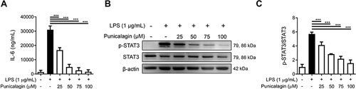 Figure 2 The effect of punicalagin on the production of IL-6 and the activation of STAT3 in LPS-induced BV2 cells. Cells were pre-treated with punicalagin (0, 25, 50, 75, 100 μM) for 30 mins and then treated with LPS (1 μg/mL) for 24 h. (A) The level of IL-6 was measured by ELISA. The data are presented as the means ± SD of three independent experiments. Statistical significance was assessed by one-way ANOVA represented as follows: ***p < 0.001 vs LPS alone. Cells were pre-treated with punicalagin (0, 25, 50, 75, 100 μM) for 30 min and then treated with LPS (1 μg/mL) for 2 h. The expression of phospho-STAT3 and STAT3 was determined by Western blot. The representative images are shown in (B) and the quantitative results of three independent experiments shown in (C). β-actin was used as a loading control. Statistical significance was indicated as ***p <0.001.