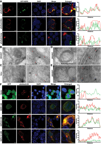 Figure 5. SARS-CoV-2 NSP6 localizes on the ER. (A) the localization of SARS-CoV-2 NSP6 was investigated by immunostaining in HEK293T cells co-transfected with GFP-NSP6 plasmids along with pDsred2-ER (ER marker), pDsred2-Mito (mitochondria marker), or pDsred2-Golgi (Golgi marker) plasmid (left). The intensity distribution of the SARS-CoV-2 NSP6 protein and proteins indicated along the plotted lines was analyzed by ImageJ line scan analysis (right). Scale bars: 5 μm. (B–D) the localization of NSP6 in ER and autophagosomes was confirmed by immunoelectron microscopy. Ultrathin sections were prepared using NSP6-expressing HEK293T cells (B, D) and HeLa cells (without endogenous CGAS and STING1) (C), where gold particles (10 nm, red arrows) were found in the ER and autophagosomes with a double-membrane structure. Scale bars: 200 nm. (E) the colocalization of NSP6 and LC3B in autophagosomes was confirmed by immunoelectron microscopy. HEK293T cells were transfected with GFP-NSP6 and processed for immunoelectron microscopy with 15 nm gold particles against LC3B (blue arrows) and 5 nm gold particlesagainst GFP (red arrows). Scale bars: 200 nm. (F) the ER localization of truncated NSP6 was investigated by immunofluorescence in HEK293T cells co-transfected with pDsred2-ER and the indicated truncated NSP6 plasmids or GFP vector (left). The intensity distribution of the truncated NSP6 and pDsred2-ER along the plotted lines was analyzed by ImageJ line scan analysis (right). Scale bars: 5 μm. Data are representative of three independent experiments.