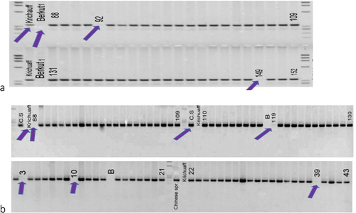 Figure 1. PCR analysis of Iranian bread-wheat landraces using STS primers from Gautier et al. [Citation6].(a) Pina-D1 amplification in landraces Krichauff (Pina-D1a/Pinb-D1null), Berkut1 (Pina-D1b/Pinb-D1a), number 92 CWI720619 (Pina-D1b/Pinb-D1a) and number 149 CWI56592 (Pina-D1b/Pinb-D1a). (b) Pinb-D1 amplification in landraces Chinese Spring (Pina-D1a/Pinb-D1a), Krichuff (Pina-D1a/Pinb null), number 3 CWI 73113 (Pina-D1a/Pinb-D1 null), number 10 CWI 67068 (Pina-D1a/Pinb-D1 null), number 39 CWI 72525 (Pina-D1a/Pinb-D1 null), number 88 CWI 71600 (Pina-D1a/Pinb-D1 null) and number 119 CWI 57139 (Pina-D1a/Pinb-D1 null).