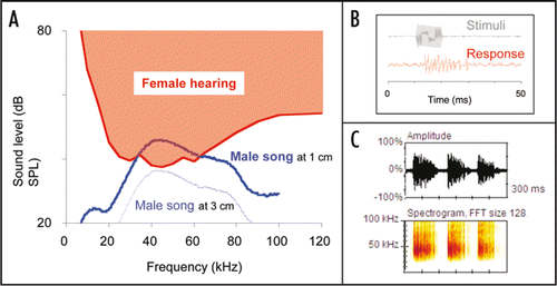 Figure 2 Male ultrasound and female audiogram in Ostrinia furnacalis. (A) Spectrum of the male ultrasound at a distance of 1 cm (blue solid line) shows main energy around 40 kHz, which corresponds to the most sensitive frequency range of female hearing (red line).Citation2 Male ultrasound at a distance of 3 cm (blue dotted line) is below the hearing threshold, indicating that the male song is not audible to females ≥3 cm distant. (B) Typical response of auditory neurons (red) to pulsed sine waves of 40 kHz (gray). (C) Oscillogram (upper) and power spectrogram (lower) of groups of ultrasonic pulses emitted by a male.