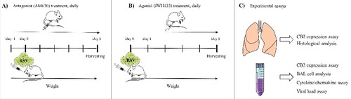 Figure 2. Experimental design. Time course of antagonist (A) and agonist treatment (B) and experimental assays (C) in RSV challenged mice.