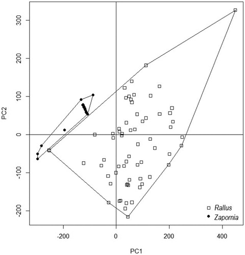 Figure 3. Two-dimensional ordination of nest site habitat characteristics of Water Rails (Rallus) and Little Crakes (Zapornia).