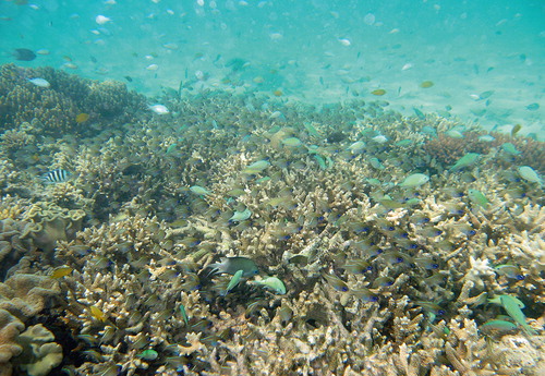 Figure. Corals and coral-associated fauna off Green Island, inner Great Barrier Reef, Coral Sea, Australia (photographer: Franz Uiblein).