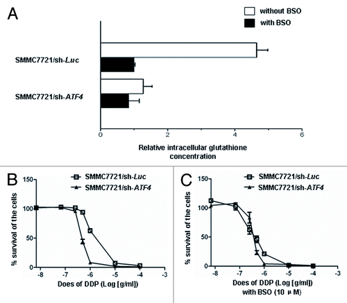 Figure 4. ATF4 increases resistance to cisplatin in HCC by promoting intracellular glutathione　production. (A) Intracellular glutathione levels were measured in the ATF4 knockdown cell line (SMMC7721/sh-ATF4) and control cell line (SMMC7721/sh-Luc) with or without 10 μM BSO treatment for 72 h. Each glutathione concentration value indicates the relative level in SMMC7721/sh-Luc with 10 μM BSO. (B and C) BSO overcomes the drug resistance to cisplatin in ATF4 knockdown cells. ATF4 knockdown cell line (SMMC7721/sh-ATF4) and control cell line (SMMC7721/sh-Luc) were each pretreated with or without 10 μM BSO for 24 h, and then exposed to various concentrations of cisplatin with or without 10 μM BSO. After 72 h incubation, cell survival was analyzed with the WST-1 assay. Cell survival in the absence of drugs was referred as 100%. All values are the mean of at least three independent experiments. All error bars are indicated as SD.
